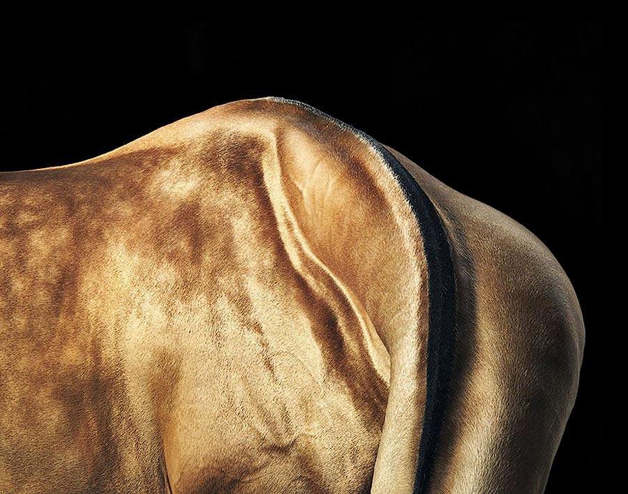 Фотография: Грация прекрасных лошадей в фотопроекте Equus №18 - BigPicture.ru
