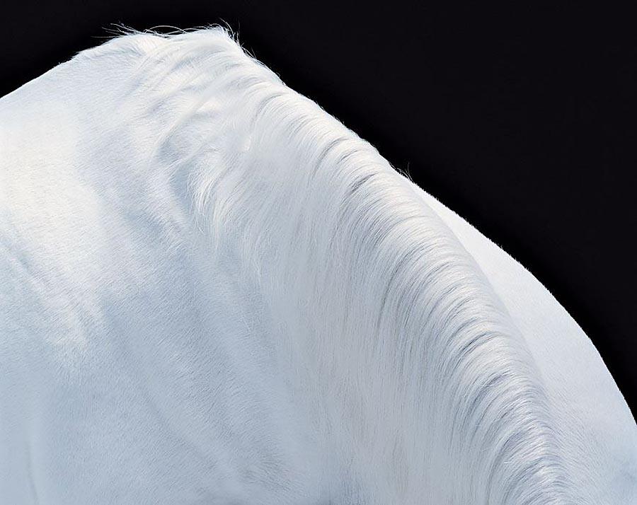 Фотография: Грация прекрасных лошадей в фотопроекте Equus №17 - BigPicture.ru