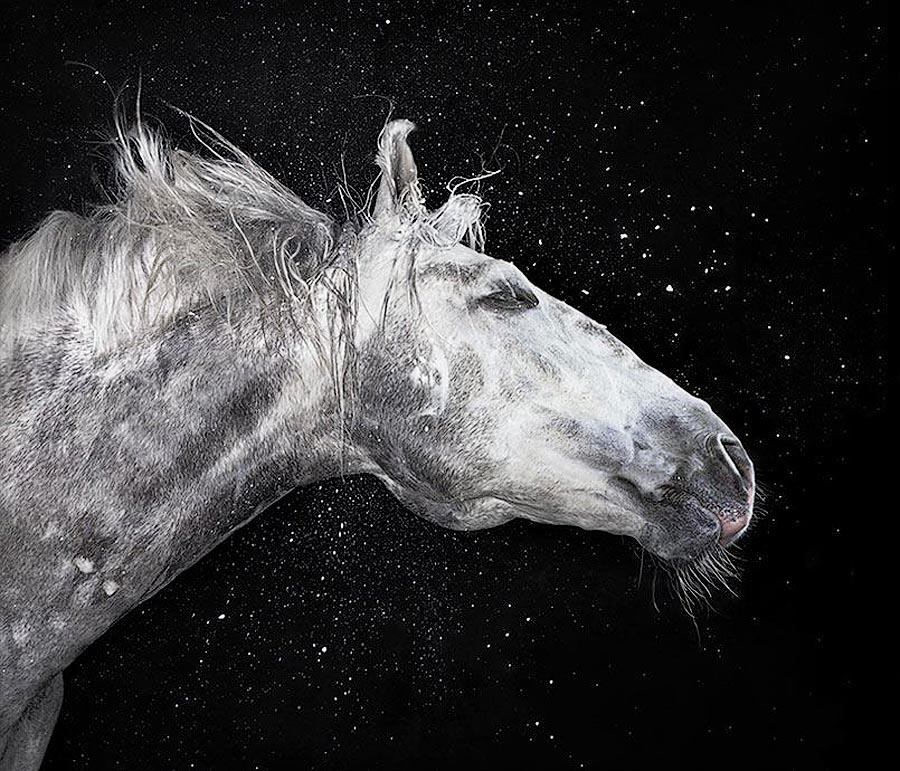 Фотография: Грация прекрасных лошадей в фотопроекте Equus №31 - BigPicture.ru