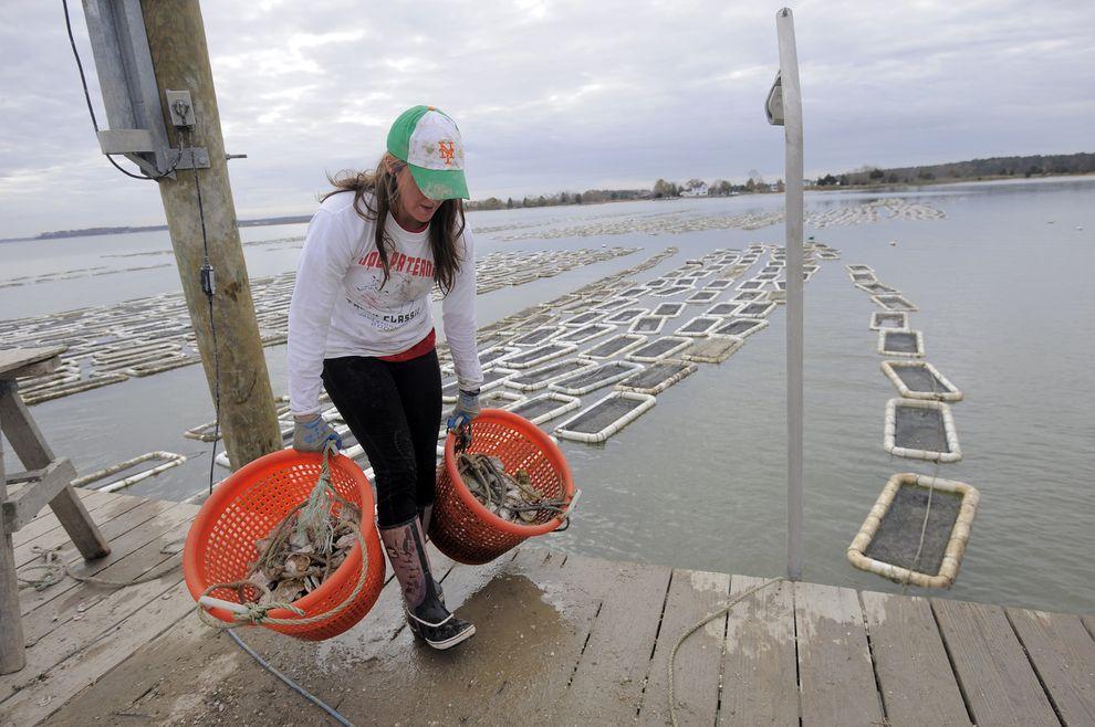 Фотография: Как выращивают устрицы на фермах Чесапикского залива №12 - BigPicture.ru