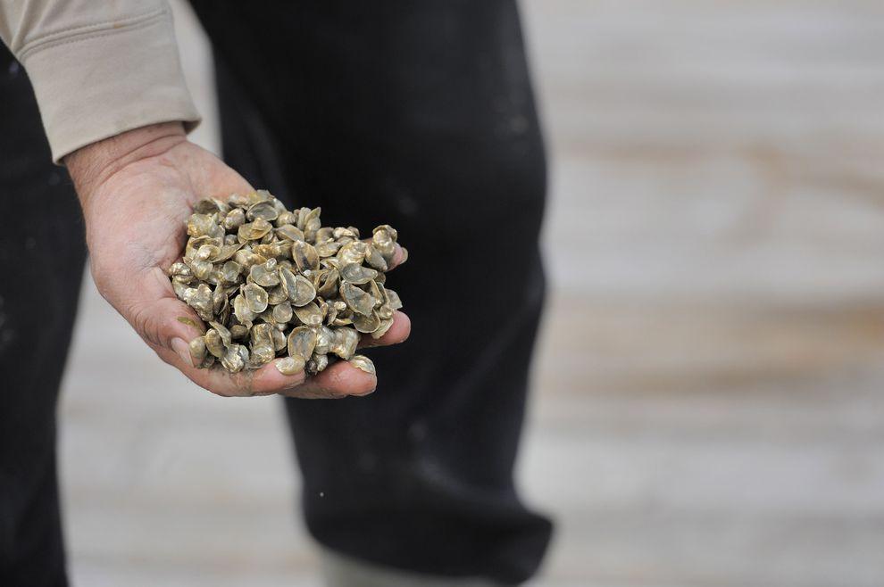 Фотография: Как выращивают устрицы на фермах Чесапикского залива №16 - BigPicture.ru