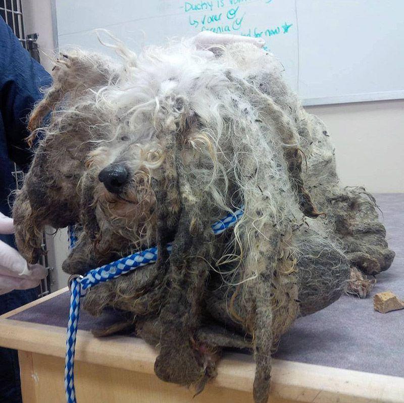 Фотография: История Шрека - брошенный пес, который нашел дом №2 - BigPicture.ru