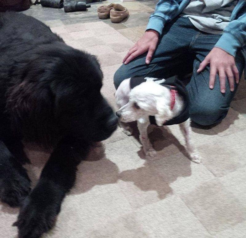 Фотография: История Шрека - брошенный пес, который нашел дом №8 - BigPicture.ru