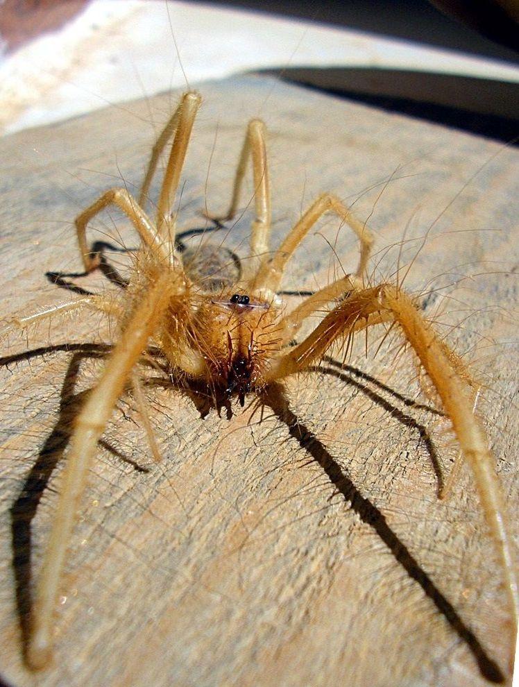 Фотография: Фаланга - монстр из класса паукообразных №2 - BigPicture.ru