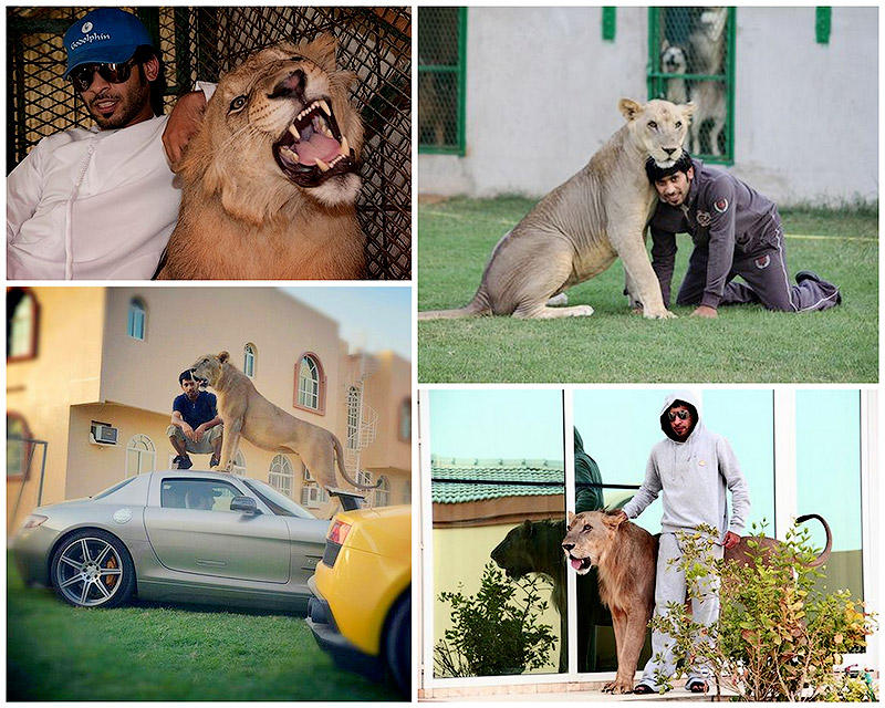 Фотография: Хищные кошечки и дорогие машины: досуг арабского миллионера №1 - BigPicture.ru