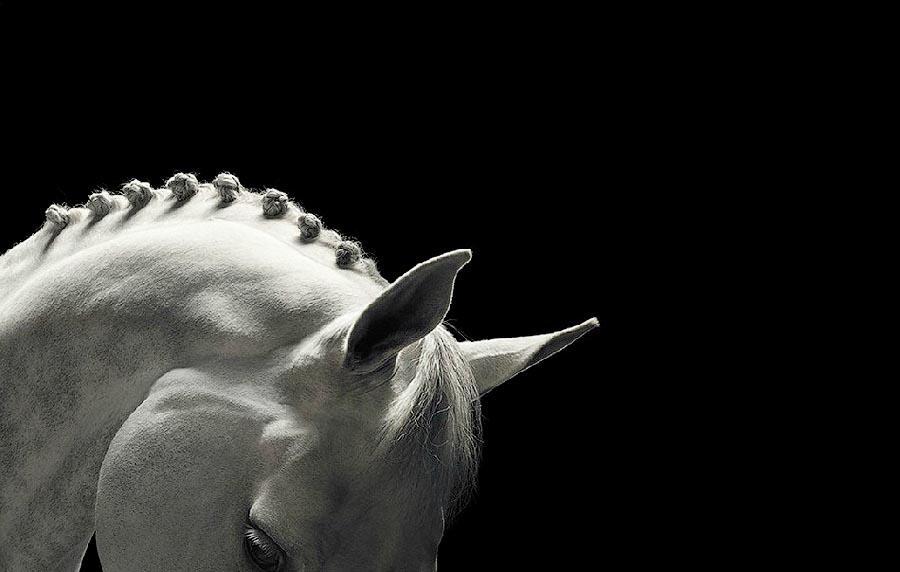 Фотография: Грация прекрасных лошадей в фотопроекте Equus №15 - BigPicture.ru