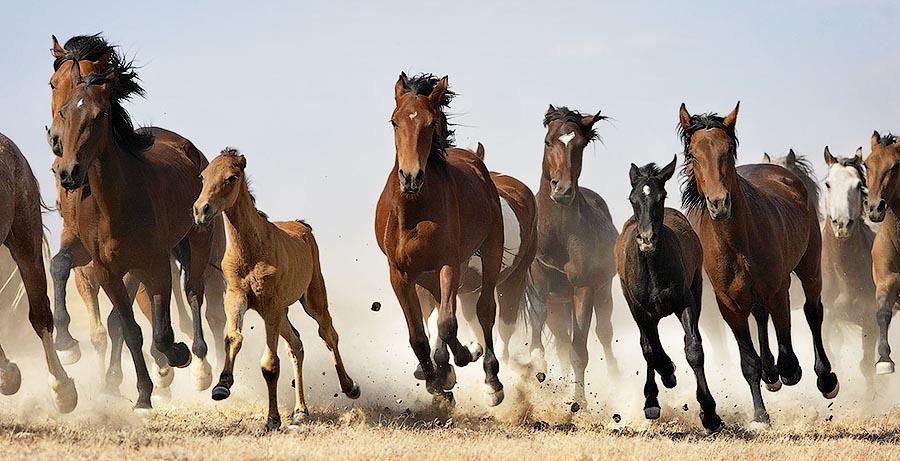 Фотография: Грация прекрасных лошадей в фотопроекте Equus №11 - BigPicture.ru