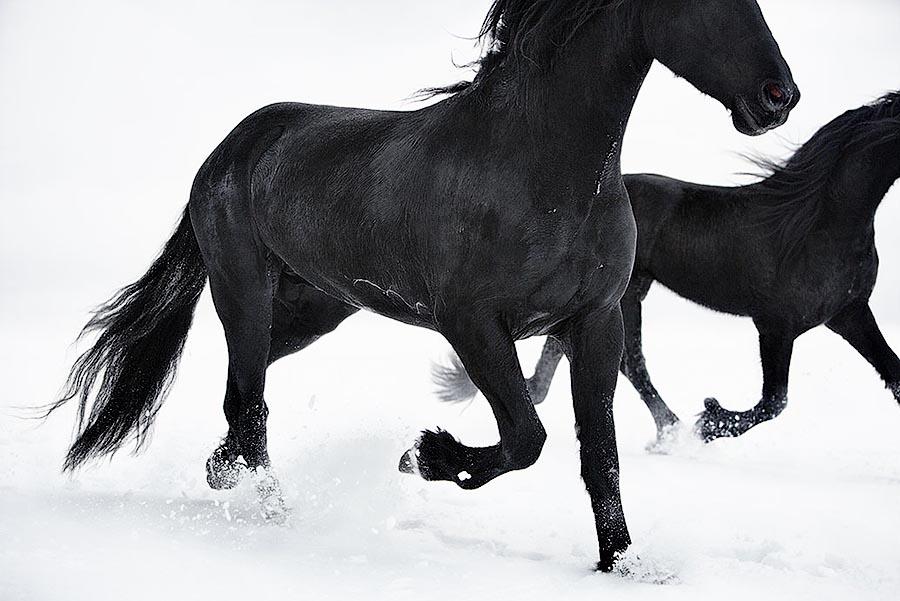 Фотография: Грация прекрасных лошадей в фотопроекте Equus №4 - BigPicture.ru