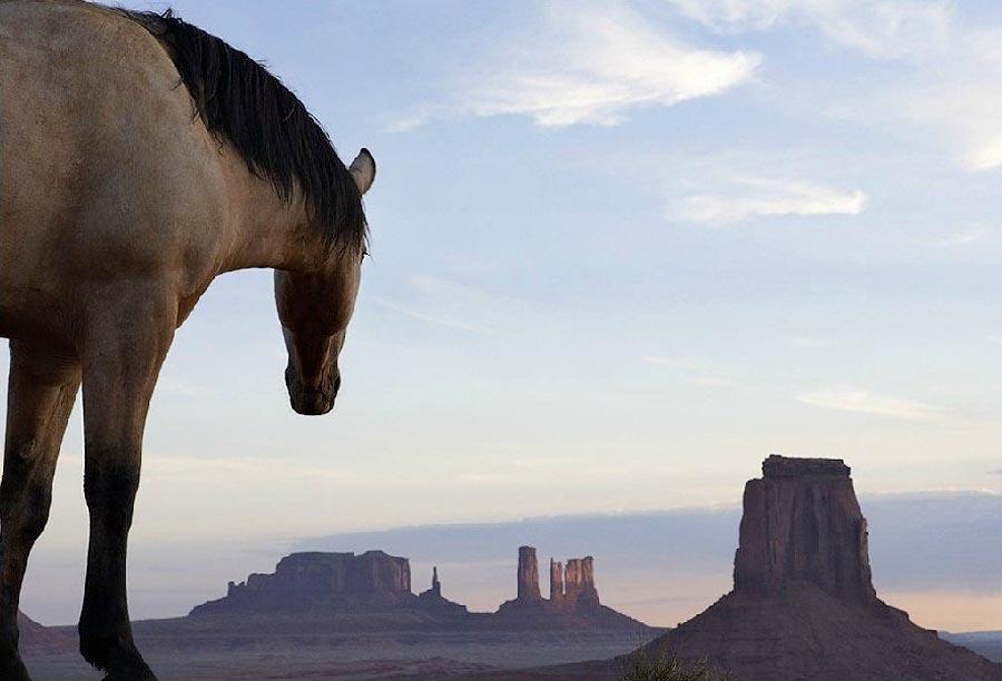 Фотография: Грация прекрасных лошадей в фотопроекте Equus №2 - BigPicture.ru