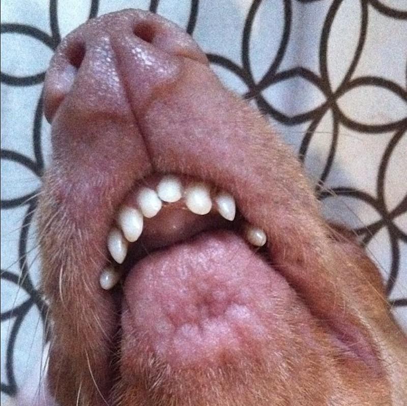Фотография: Туна - собачка, которая растопит ваше сердце №3 - BigPicture.ru