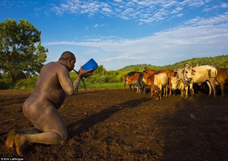 Фотография: Мужчины эфиопского племени пьют кровь с молоком, чтобы получить звание самого толстого жителя деревни №1 - BigPicture.ru