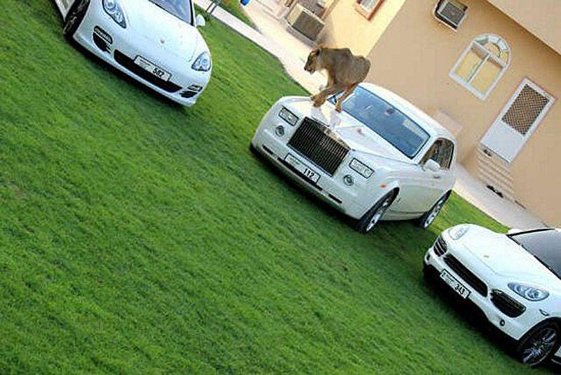 Фотография: Хищные кошечки и дорогие машины: досуг арабского миллионера №23 - BigPicture.ru