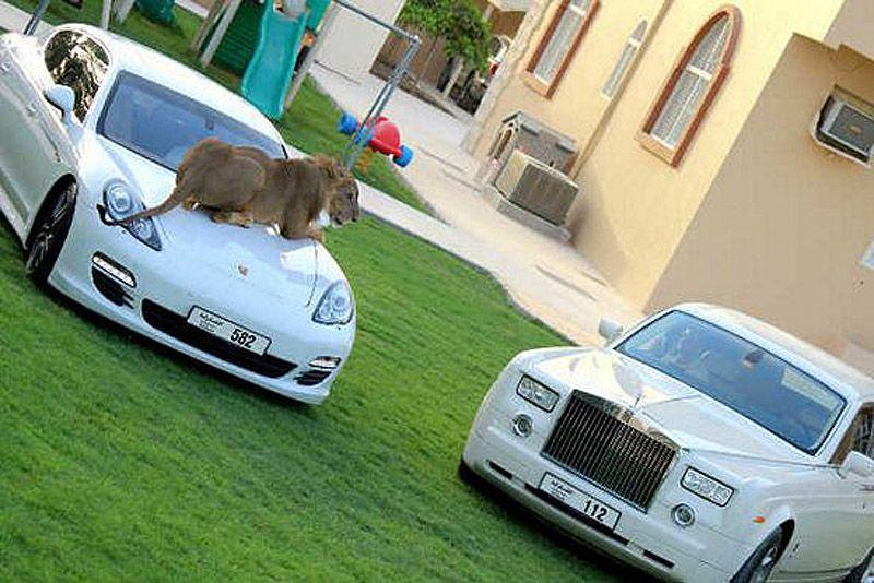 Фотография: Хищные кошечки и дорогие машины: досуг арабского миллионера №24 - BigPicture.ru