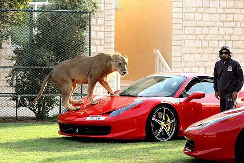 Фотография: Хищные кошечки и дорогие машины: досуг арабского миллионера №27 - BigPicture.ru