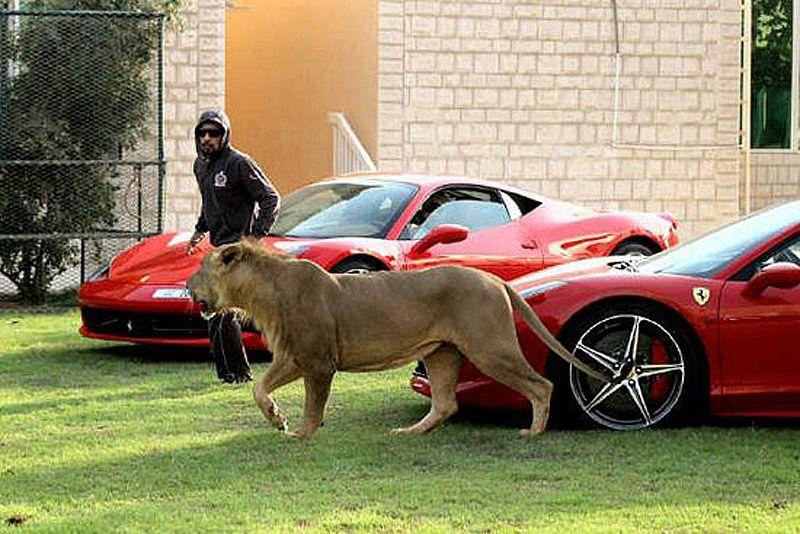 Фотография: Хищные кошечки и дорогие машины: досуг арабского миллионера №30 - BigPicture.ru