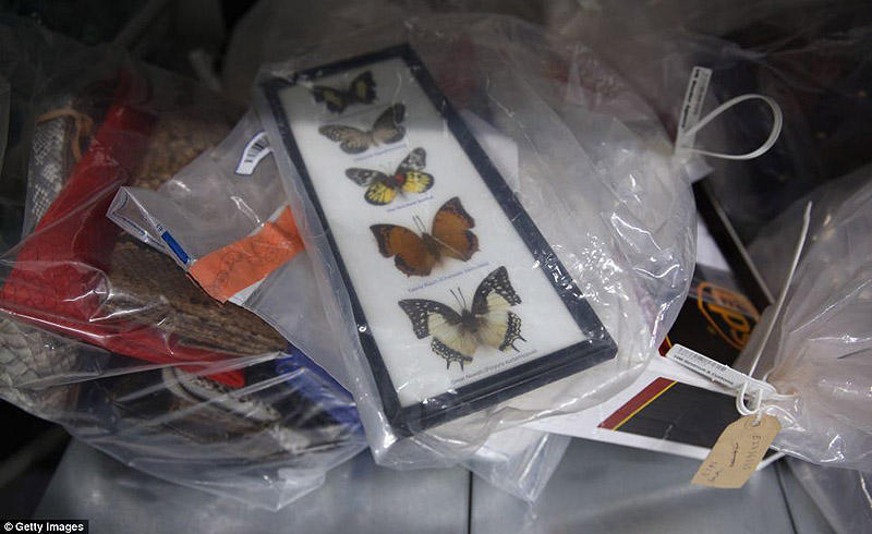Фотография: Богатство и разнообразие конфискованной контрабанды в аэропорту Лондона №14 - BigPicture.ru