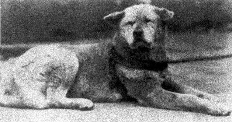 Фотография: Самые сильные примеры героической преданности собак №2 - BigPicture.ru