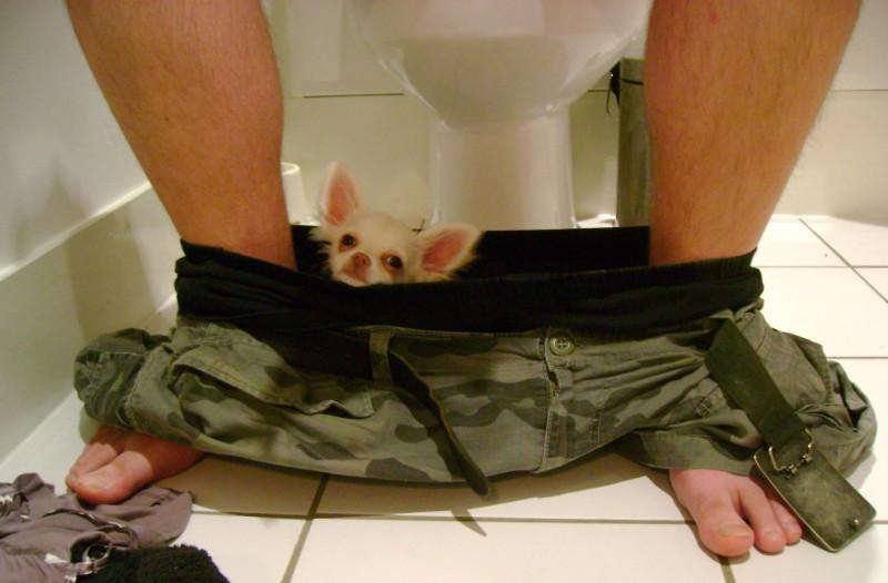 Фотография: C любимыми не расставайтесь: домашние питомцы в туалете... №3 - BigPicture.ru
