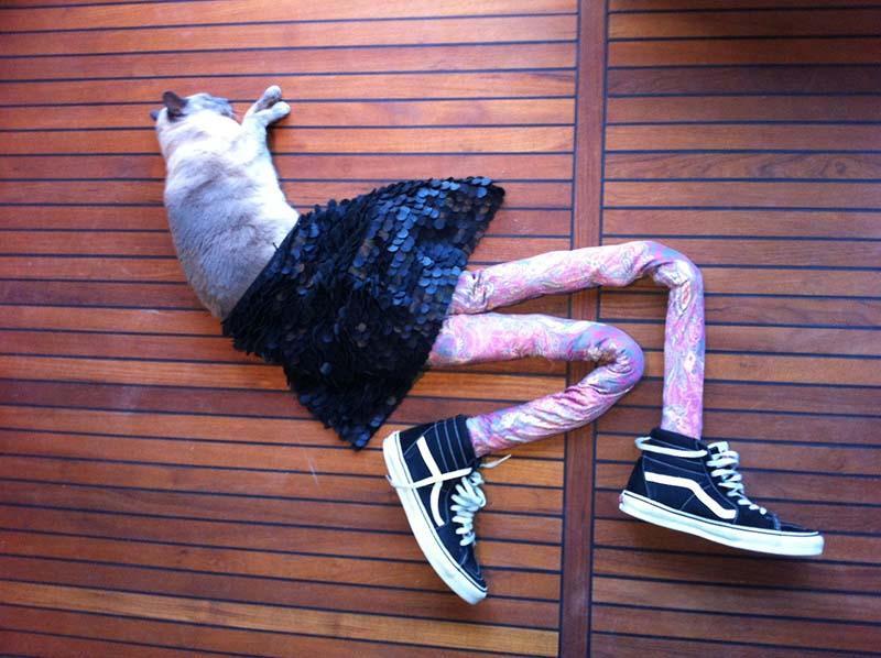 Фотография: Мем: Кошка в колготках №3 - BigPicture.ru