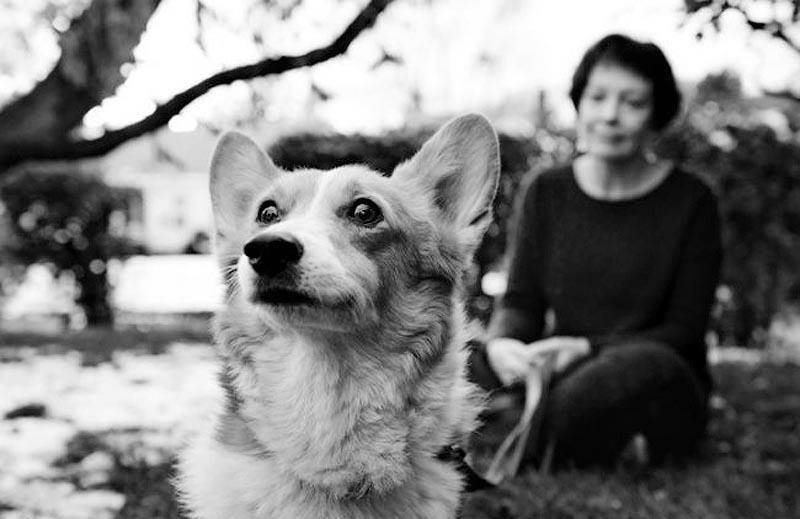 Фотография: Прощание навеки: фотограф снимает последний момент любви между хозяином и собакой перед усыплением №23 - BigPicture.ru