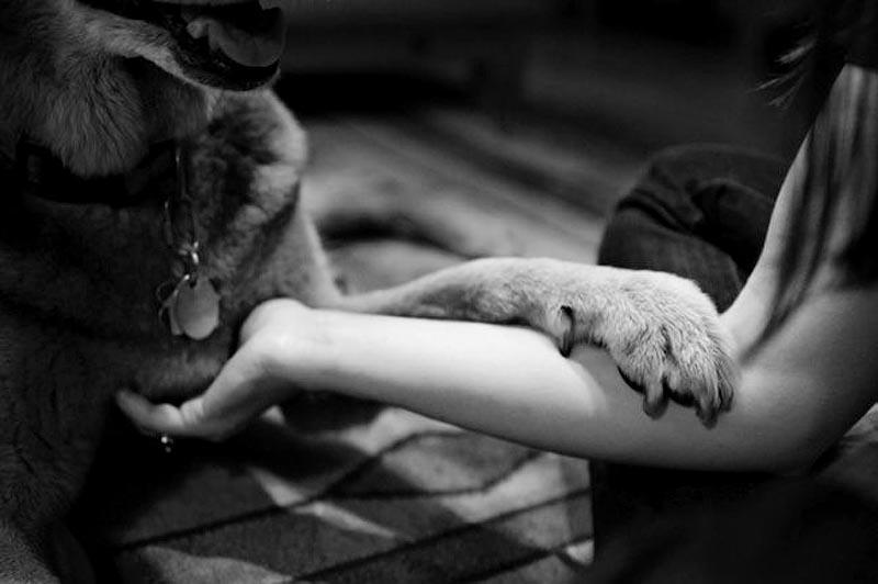 Фотография: Прощание навеки: фотограф снимает последний момент любви между хозяином и собакой перед усыплением №11 - BigPicture.ru