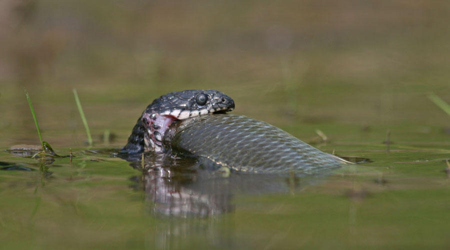 Фотография: Змеи-рыболовы №11 - BigPicture.ru