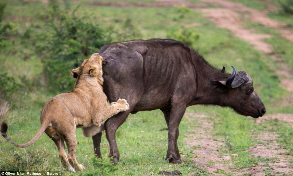 Фотография: Сам погибай, а товарища выручай: как проявляется взаимовыручка у диких буйволов №5 - BigPicture.ru