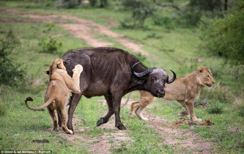 Фотография: Сам погибай, а товарища выручай: как проявляется взаимовыручка у диких буйволов №1 - BigPicture.ru