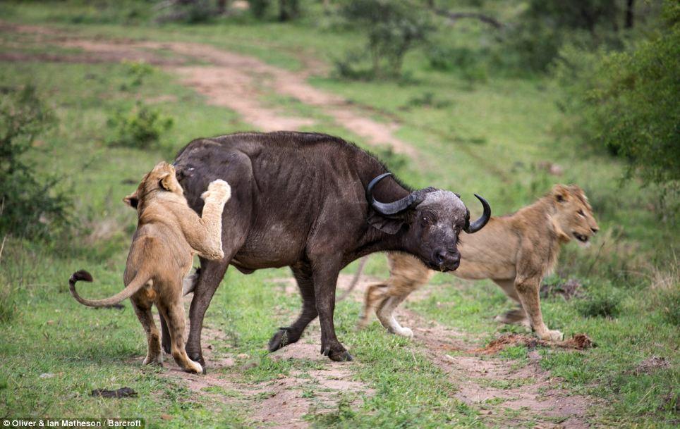Фотография: Сам погибай, а товарища выручай: как проявляется взаимовыручка у диких буйволов №9 - BigPicture.ru