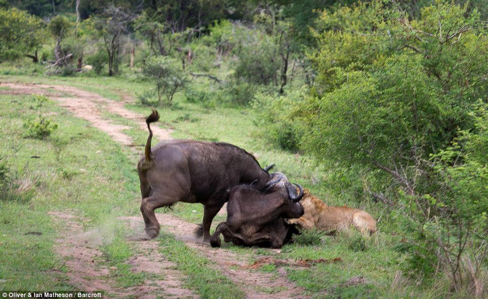 Фотография: Сам погибай, а товарища выручай: как проявляется взаимовыручка у диких буйволов №10 - BigPicture.ru