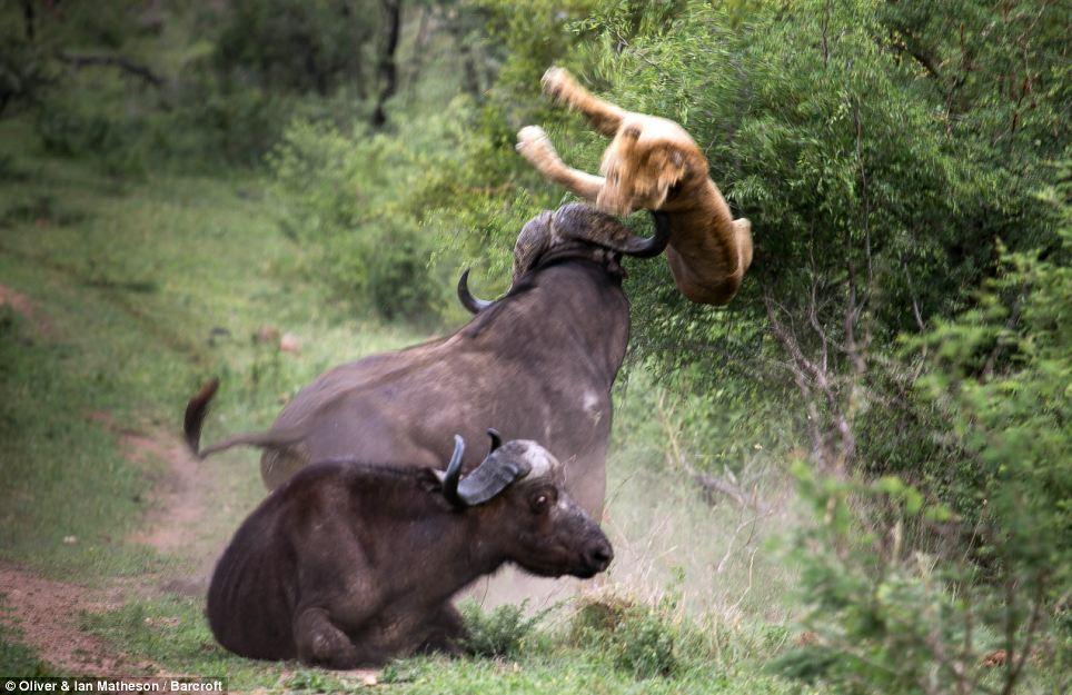 Фотография: Сам погибай, а товарища выручай: как проявляется взаимовыручка у диких буйволов №12 - BigPicture.ru