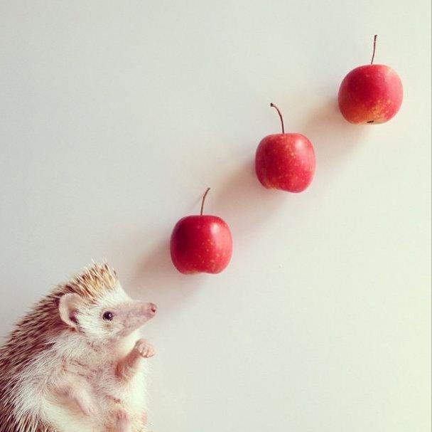 Фотография: Самый милый ёжик из Instagram №7 - BigPicture.ru