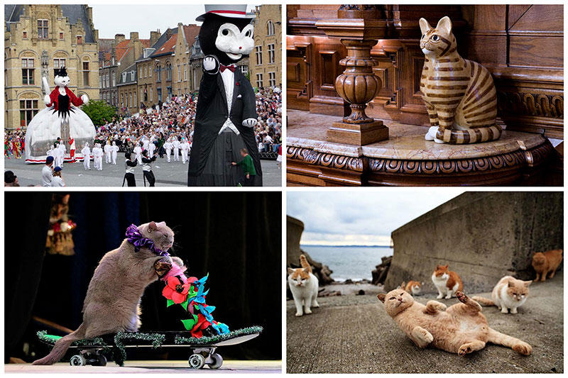 Фотография: 10 мест, в которых обожают кошек №1 - BigPicture.ru