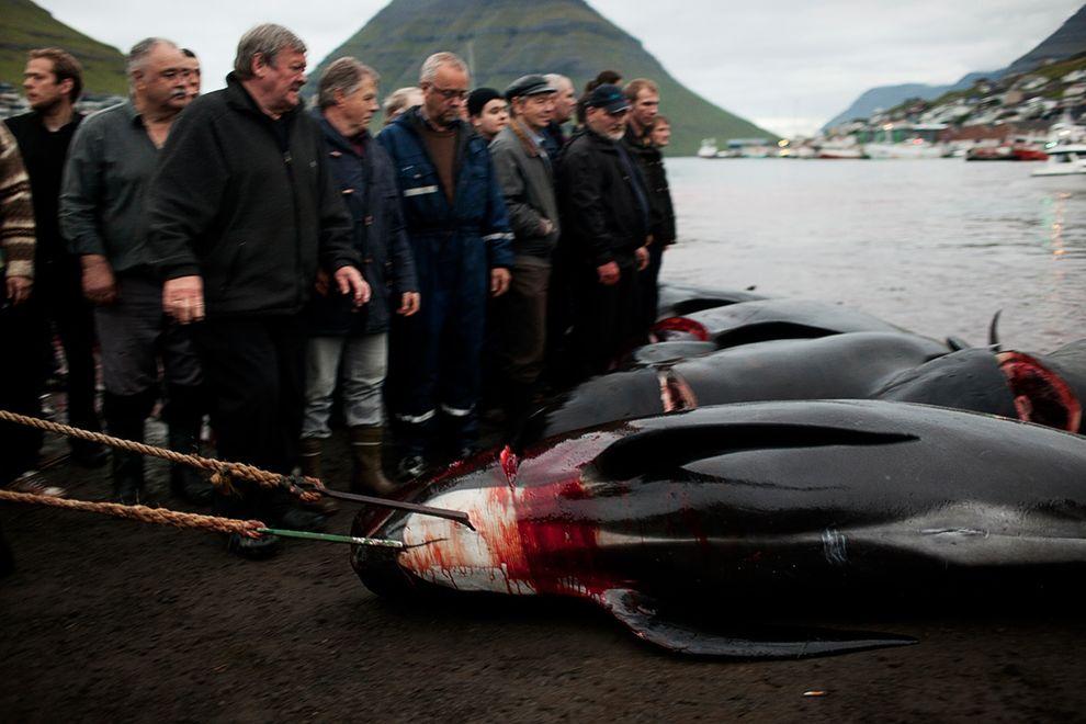 Фотография: Житель Фарерских островов пытается оправдать жестокость убийства китов №11 - BigPicture.ru