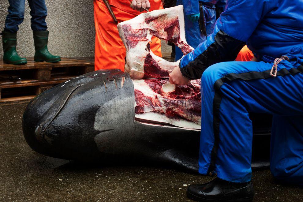 Фотография: Житель Фарерских островов пытается оправдать жестокость убийства китов №14 - BigPicture.ru