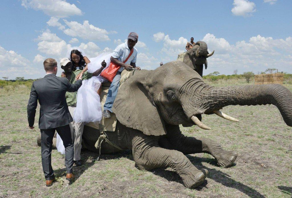 Фотография: Экстраординарная сафари-свадьба в Зимбабве №5 - BigPicture.ru