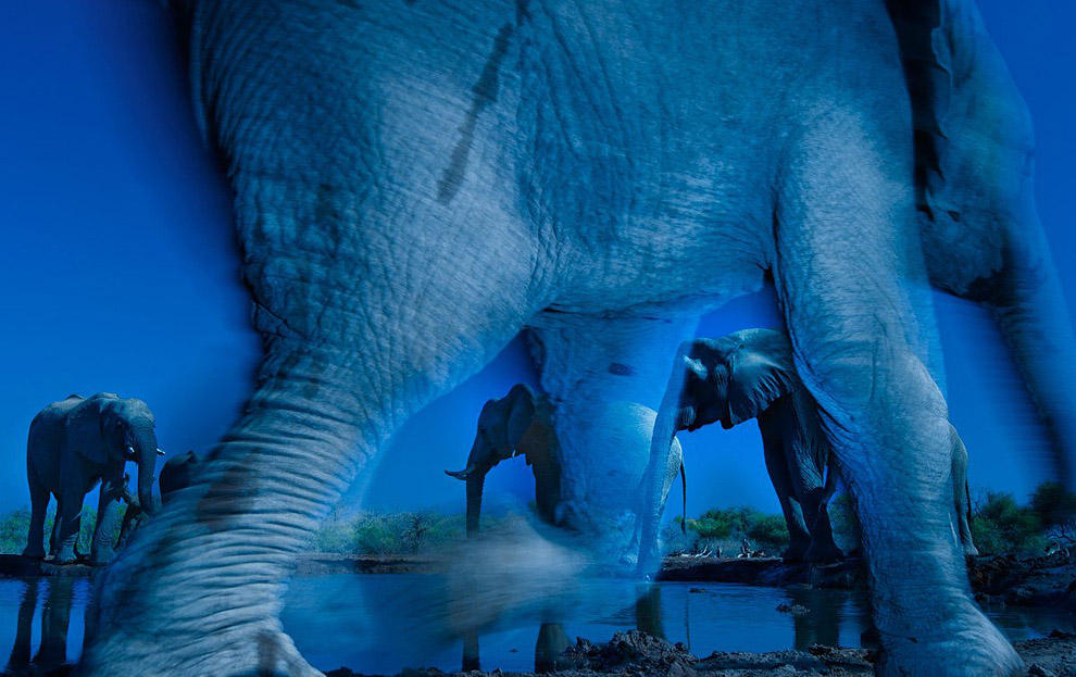 Фотография: Лучшие фотографии диких животных за 2013 год №10 - BigPicture.ru