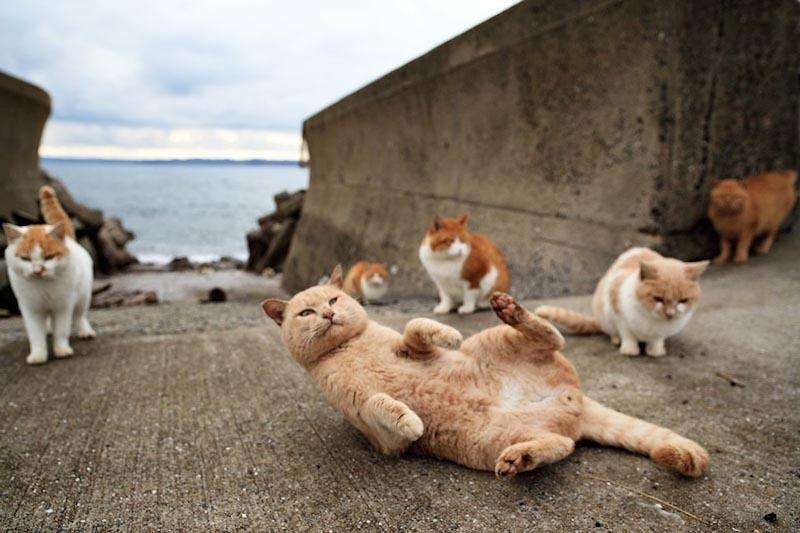 Фотография: 10 мест, в которых обожают кошек №2 - BigPicture.ru