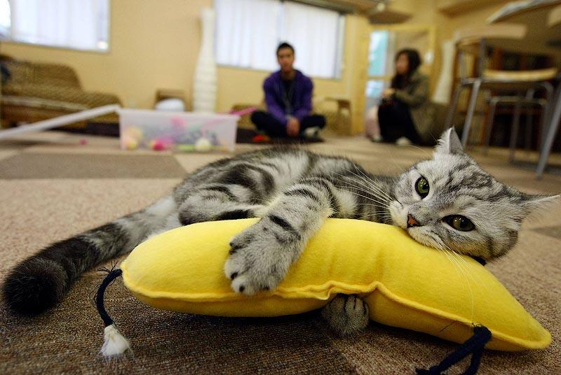 Фотография: 10 мест, в которых обожают кошек №5 - BigPicture.ru