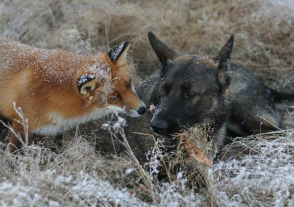 Невозможная дружба: лиса и охотничий пес