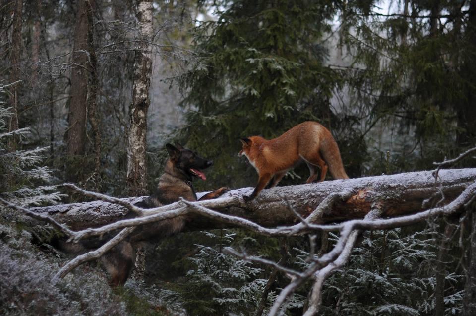 Фотография: Невозможная дружба: лиса и охотничий пес №5 - BigPicture.ru