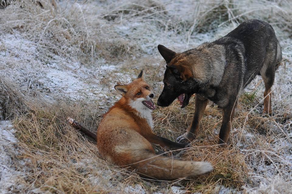 Фотография: Невозможная дружба: лиса и охотничий пес №7 - BigPicture.ru