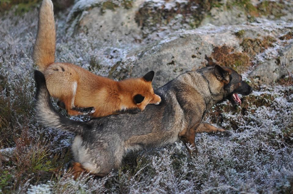 Фотография: Невозможная дружба: лиса и охотничий пес №8 - BigPicture.ru