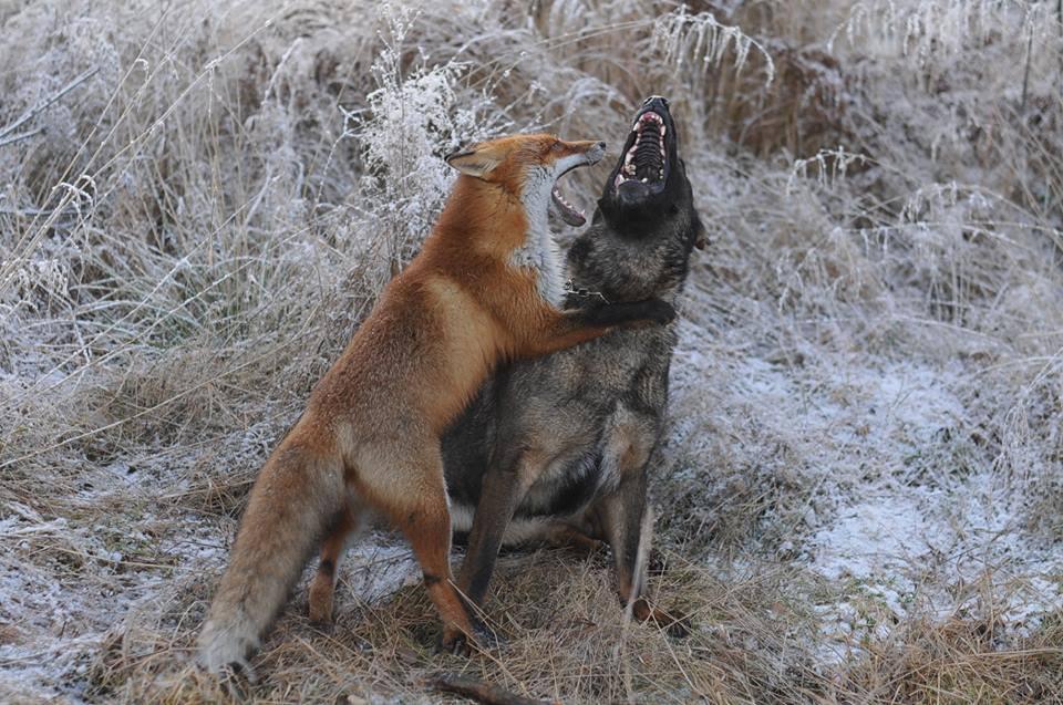 Фотография: Невозможная дружба: лиса и охотничий пес №9 - BigPicture.ru