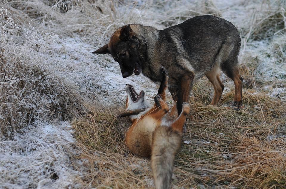 Фотография: Невозможная дружба: лиса и охотничий пес №10 - BigPicture.ru