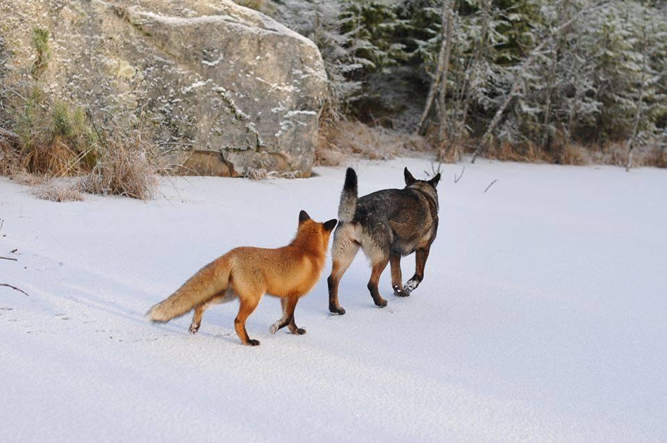 Фотография: Невозможная дружба: лиса и охотничий пес №11 - BigPicture.ru