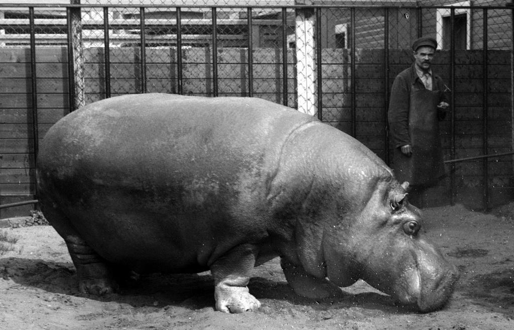 Фотография: Как Ленинградский зоопарк пережил блокаду №5 - BigPicture.ru