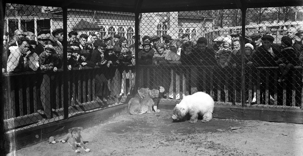 Фотография: Как Ленинградский зоопарк пережил блокаду №14 - BigPicture.ru