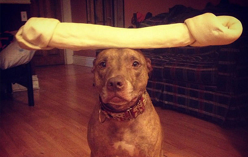 Фотография: Скаут – собака с ерундой на голове №1 - BigPicture.ru