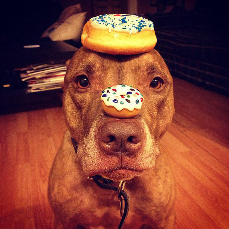 Фотография: Скаут – собака с ерундой на голове №4 - BigPicture.ru